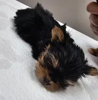 TEACUP-FULL AKC-Health Tested, a male Yorkshire Terrier for sale in Ocala, FL – Photo 7 of 10