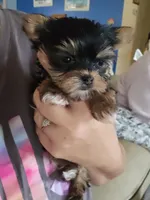 TEACUP-FULL AKC-Health Tested, a male Yorkshire Terrier for sale in Ocala, FL – Photo 4 of 10