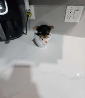 TEACUP-FULL AKC-Health Tested, a male Yorkshire Terrier for sale in Ocala, FL – Photo 5 of 10