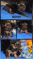 Charlie, a male Yorkshire Terrier for sale in Ocala, FL – 5 of 5