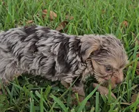 Bailey-toy yorkie, a female Yorkshire Terrier for sale in Ocala, FL – 4 of 5