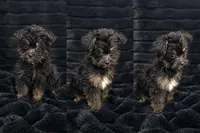 Sweet Pea, a female Yorkshire Terrier and Morkie for sale in Ocala, FL – 3 of 7