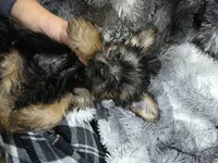 Charlie-teacup/toy, a male Yorkshire Terrier for sale in Ocala, FL – 3 of 6