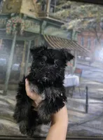 Sweet Pea, a female Yorkshire Terrier and Morkie for sale in Ocala, FL – 4 of 7