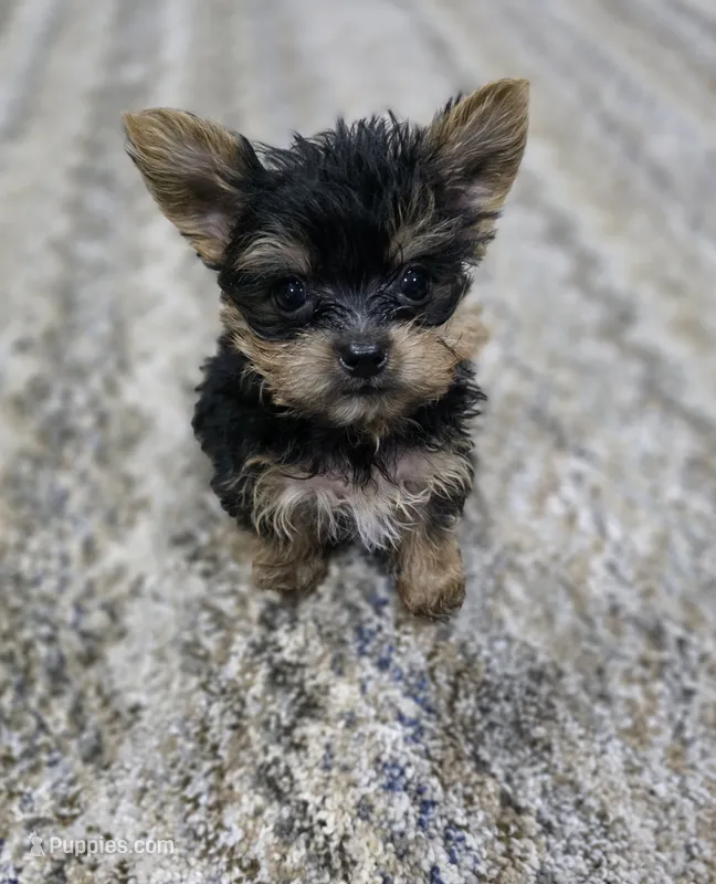 TEACUP-FULL AKC-Health Tested – Yorkshire Terrier puppy for sale in Ocala, FL