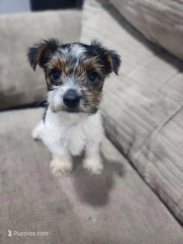 Ziggy Star-Toy Morkie, a male Yorkshire Terrier and Morkie for sale in Ocala, FL – Photo 1 of 6