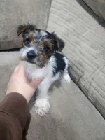 Ziggy Star-Toy Morkie, a male Yorkshire Terrier and Morkie for sale in Ocala, FL – Photo 4 of 6