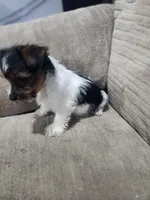 Ziggy Star-Toy Morkie, a male Yorkshire Terrier and Morkie for sale in Ocala, FL – Photo 6 of 6