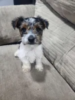 Ziggy Star-Toy Morkie, a male Yorkshire Terrier and Morkie for sale in Ocala, FL – Photo 5 of 6