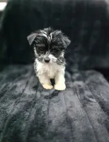 Cooper , a male Yorkshire Terrier and Morkie for sale in Ocala, FL – 8 of 9