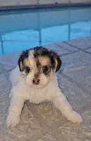 MaeMae, a female Yorkshire Terrier and Morkie for sale in Ocala, FL – 4 of 6