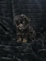 Sweet Pea, a female Yorkshire Terrier and Morkie for sale in Ocala, FL – 2 of 7