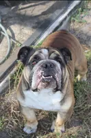AKC ENGLISH BULL DOG-Not NEUTERED, a male English Bulldog for sale in Ocala, FL – 2 of 3