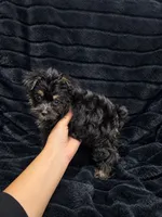 Sweet Pea, a female Yorkshire Terrier and Morkie for sale in Ocala, FL – 1 of 7