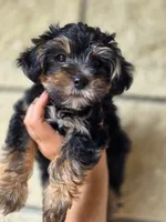 Boo Bear, a male Maltese and Yorkshire Terrier for sale in Ocala, FL – 5 of 10