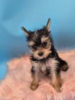 TEACUP-FULL AKC-Health Tested, a male Yorkshire Terrier for sale in Ocala, FL – 3 of 8