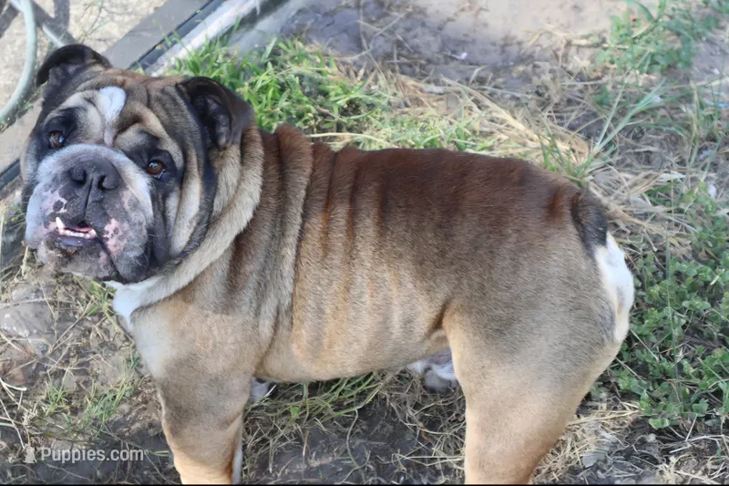AKC ENGLISH BULL DOG-Not NEUTERED – English Bulldog puppy for sale in Ocala, FL