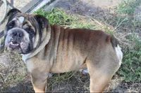 AKC ENGLISH BULL DOG-Not NEUTERED, a male English Bulldog for sale in Ocala, FL – 1 of 3