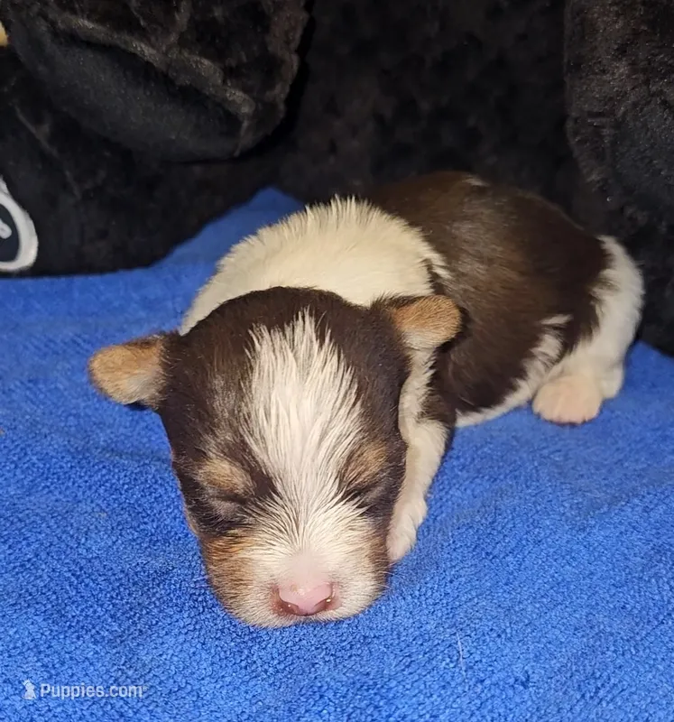 Clye – Yorkshire Terrier puppy for sale in Ocala, FL
