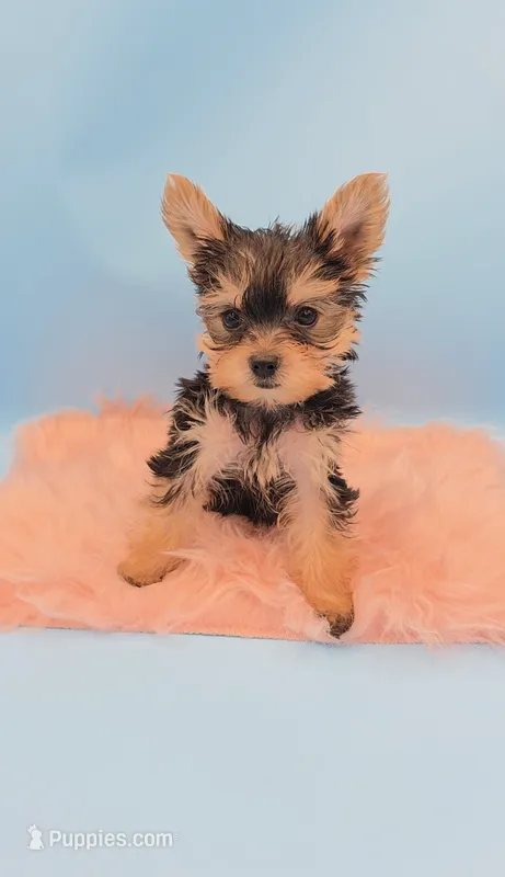 Mowgli 🐾 Teacup Yorkie - AKC - health cleared  – Yorkshire Terrier puppy for sale in Ocala, FL