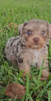 Bailey-toy yorkie, a female Yorkshire Terrier for sale in Ocala, FL – 3 of 5