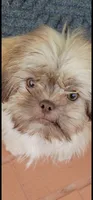 ButterCup-Imperial Schih-tzu, a female Shih Tzu for sale in Ocala, FL – 4 of 5