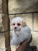 Winston, a male Maltese and Yorkshire Terrier for sale in Ocala, FL – 8 of 10