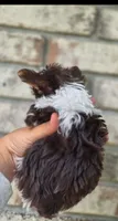 Teacup yorkie-Clye, a male Yorkshire Terrier for sale in Ocala, FL – 5 of 10