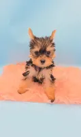 TEACUP-FULL AKC-Health Tested, a male Yorkshire Terrier for sale in Ocala, FL – 8 of 8