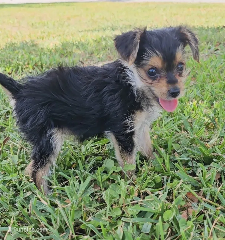 Claire Bear – Yorkshire Terrier puppy for sale in Ocala, FL