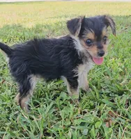 Claire Bear, a female Yorkshire Terrier for sale in Ocala, FL – 1 of 6