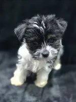Cooper , a male Yorkshire Terrier and Morkie for sale in Ocala, FL – 3 of 9