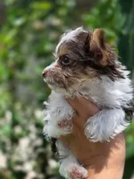 Teacup yorkie-Clye, a male Yorkshire Terrier for sale in Ocala, FL – 3 of 10