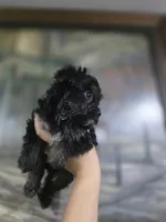 Sweet Pea, a female Yorkshire Terrier and Morkie for sale in Ocala, FL – 7 of 7