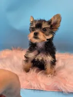 TEACUP-FULL AKC-Health Tested, a male Yorkshire Terrier for sale in Ocala, FL – 2 of 8