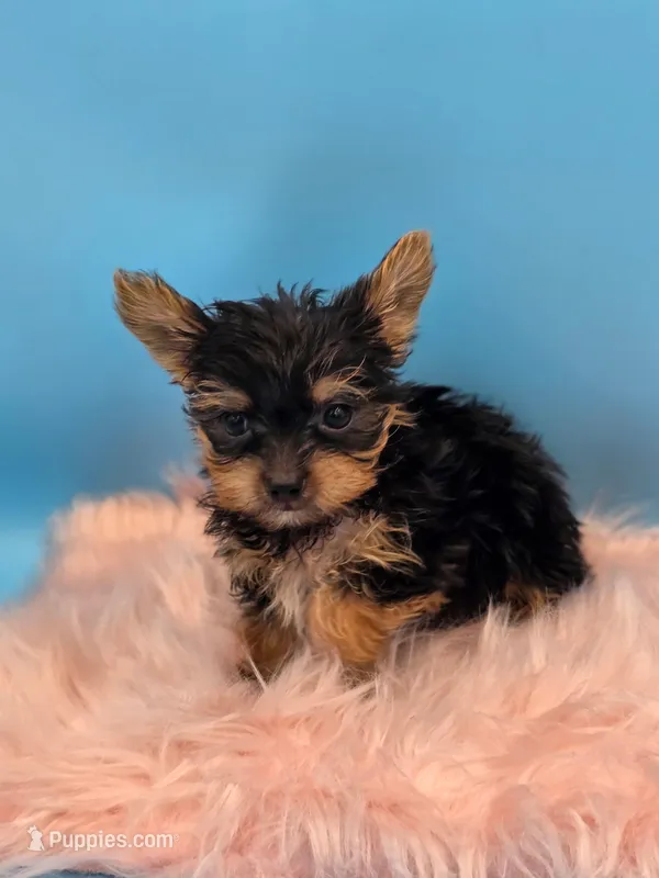 TEACUP-FULL AKC-Health Tested – Yorkshire Terrier puppy for sale in Ocala, FL