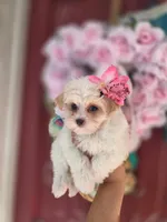 Winston, a male Maltese and Yorkshire Terrier for sale in Ocala, FL – 2 of 10