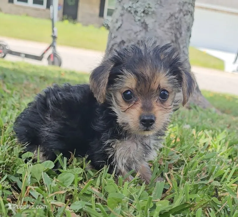 Baby girl – Yorkshire Terrier puppy for sale in Ocala, FL