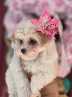 Winston, a male Maltese and Yorkshire Terrier for sale in Ocala, FL – 7 of 10