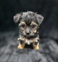 Teddy 🧸 , a male Yorkshire Terrier and Morkie for sale in Ocala, FL – 8 of 8