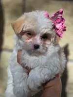 Winston, a male Maltese and Yorkshire Terrier for sale in Ocala, FL – 10 of 10