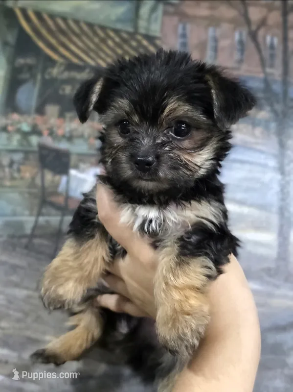 Teddy 🧸  – Yorkshire Terrier, Morkie puppy for sale in Ocala, FL