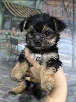 Teddy 🧸 , a male Yorkshire Terrier and Morkie for sale in Ocala, FL – 1 of 8
