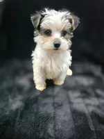 Max , a male Yorkshire Terrier and Morkie for sale in Ocala, FL – 5 of 9