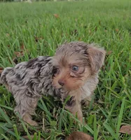 Bailey-toy yorkie, a female Yorkshire Terrier for sale in Ocala, FL – 2 of 5