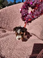 Sweet teacup boy yorkie, a male Yorkshire Terrier for sale in Ocala, FL – Photo 2 of 6