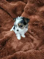 Sweet toy morkie boy, a male Yorkshire Terrier for sale in Ocala, FL – Photo 6 of 6