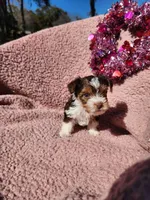 Sweet teacup boy yorkie, a male Yorkshire Terrier for sale in Ocala, FL – Photo 4 of 6