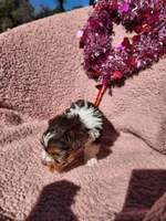 Sweet teacup boy yorkie, a male Yorkshire Terrier for sale in Ocala, FL – Photo 3 of 6