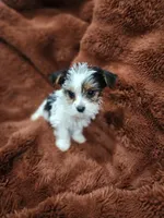 Sweet toy morkie boy, a male Yorkshire Terrier for sale in Ocala, FL – Photo 5 of 6